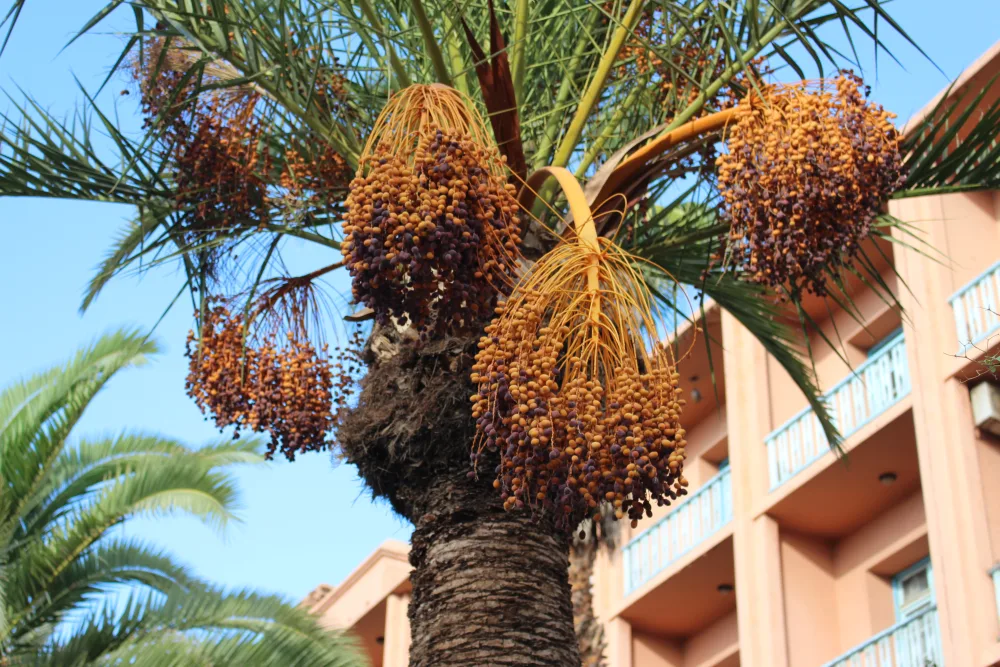 Ajwa Dates Price per Kg in 2025: A Complete Guide & Buying Tips in Depok