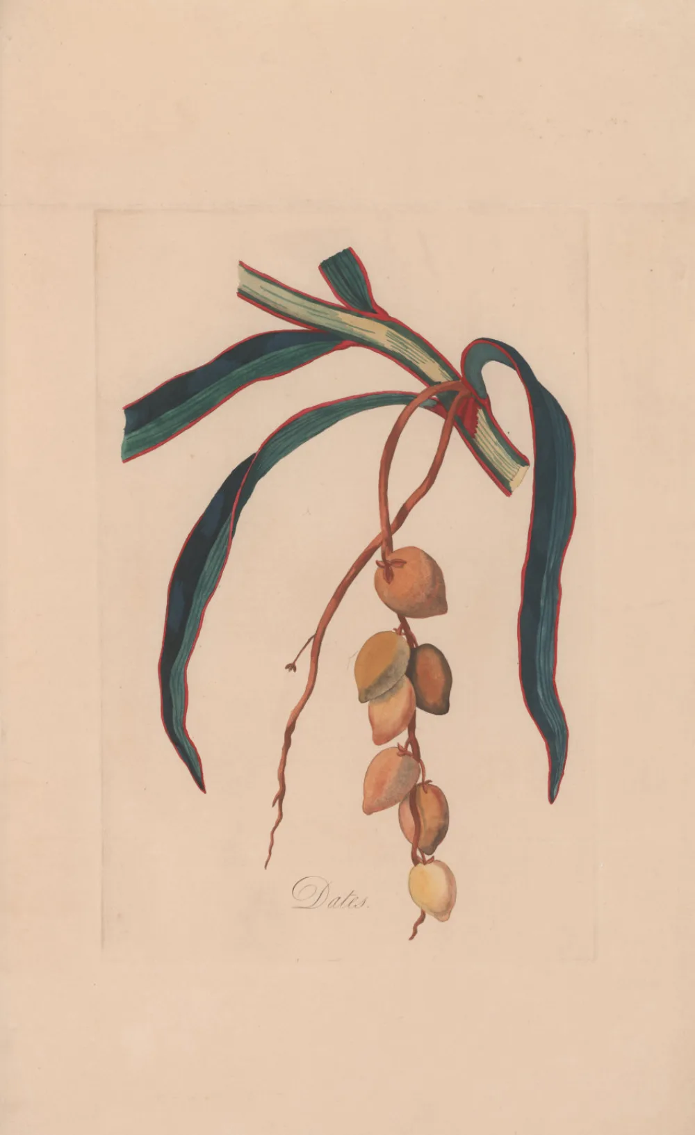 Genuine Ajwa Dates in Depok: How to Verify Authenticity, Grade, and Fair Price