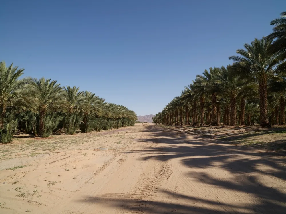 Ajwa Madinah Dates