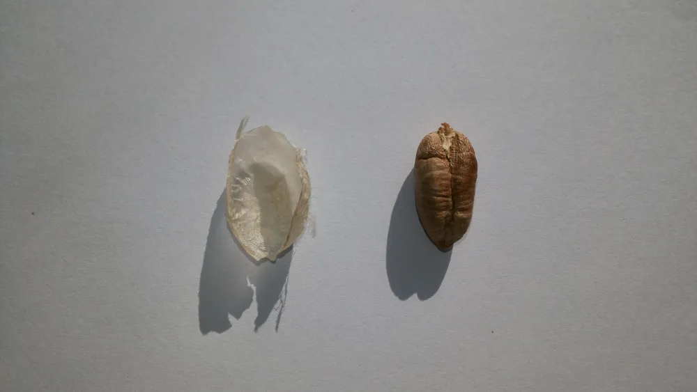 Sukari Al Qassim Dates